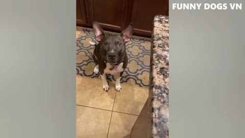 Funniest Animals Video - Funny Dogs And Cats - Try Not To Laugh Animals 2022