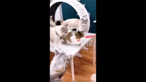 Funny Videos