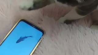 Modern Cat