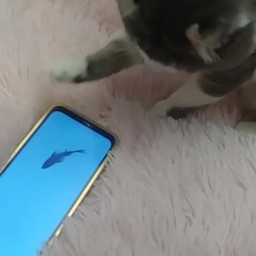 Modern Cat