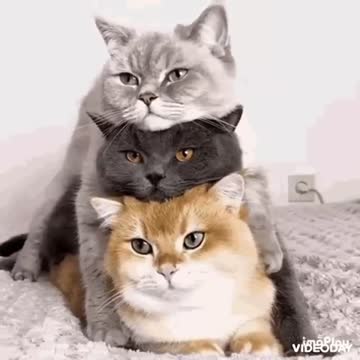 Cute Cat Gif