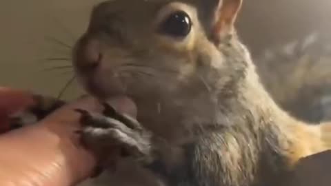 Cute Squirrel