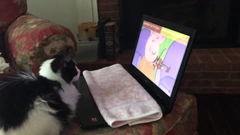Fluffy the cat knows bad violin playing when she hears it … wait for it!