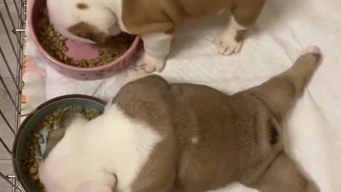 Best funny dogs baby 🐕 Cute dogs baby 🤣funny dogs baby #Short