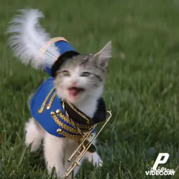 Cute Cat Gif