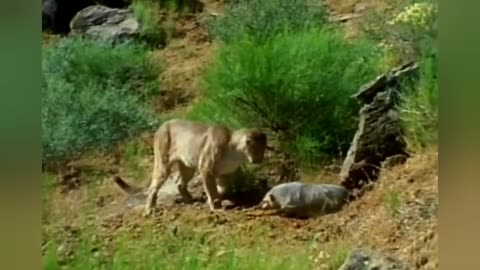 Cougar Attacks American Badger, Gets Bad