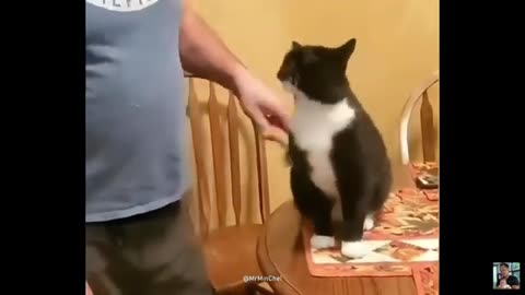 Funny Animals :dog2::cat2: