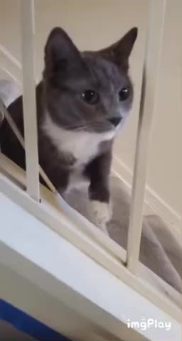 Cute Cat Gif
