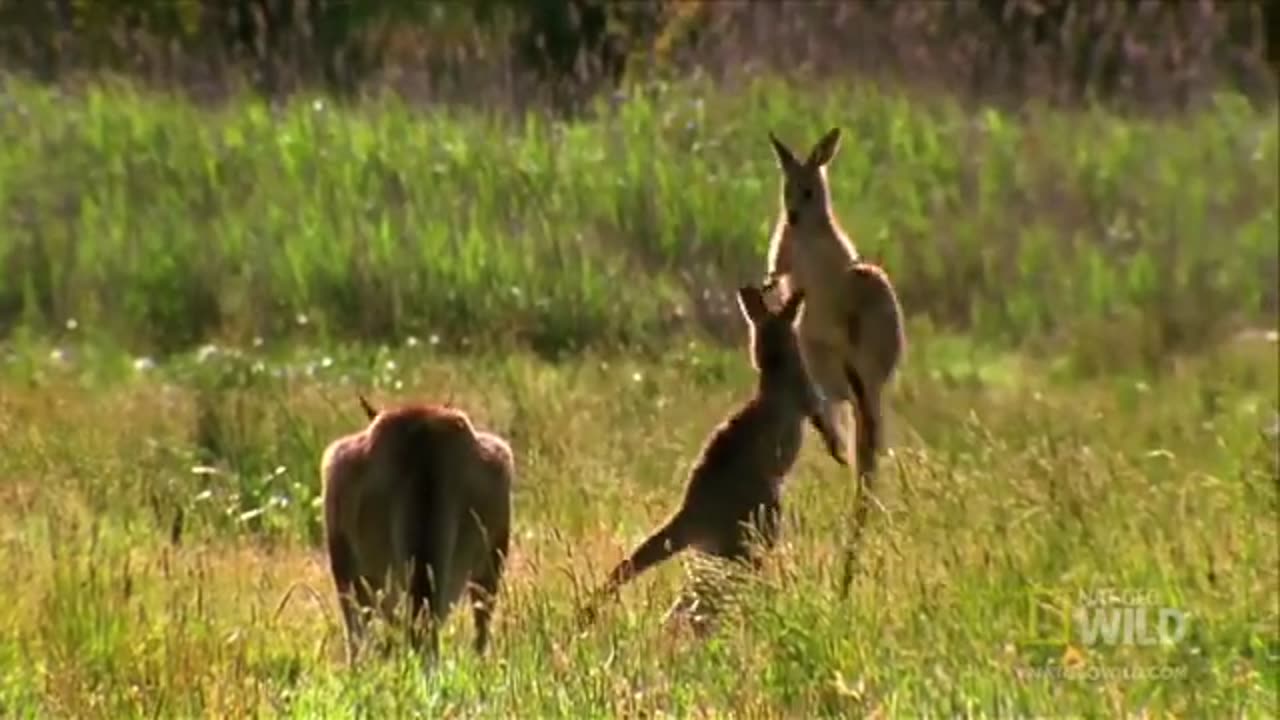 Kangaroo Kickboxing | World's Deadliest