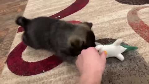 Best Bowtie Pomsky Love - Opal Pomsky Girl Loves To Play
