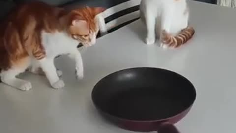 🙏❤️🎉🎉🎉🎊🎊🎊️SWEET AND FUNNY PETS SHOTS 🙏❤️❤️🎉🎉🎉🎊🎊🎊