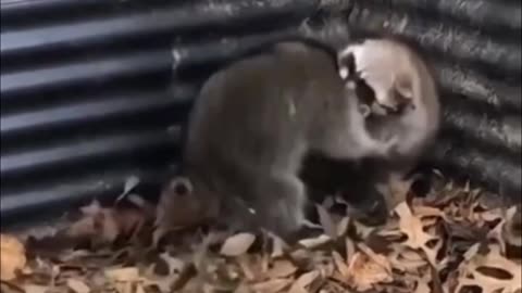 Trash Panda Brawl