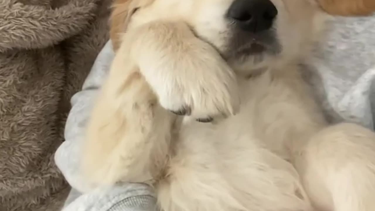 Funniest & Cutest Golden Retriever Puppies #1