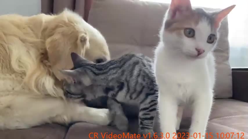 The Golden Retriever is the best friend for baby Kittens!