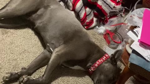 Pooped dogs