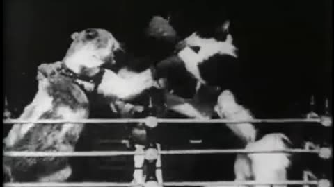 The Boxing Cats