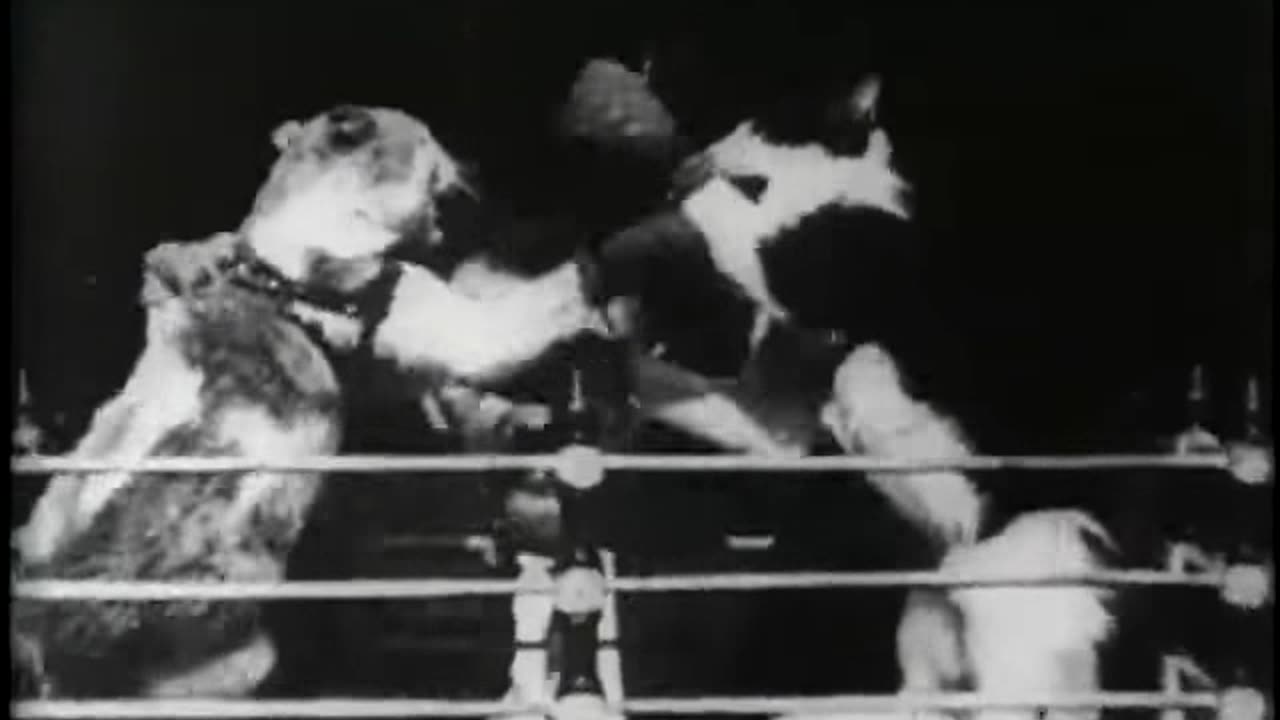 The Boxing Cats
