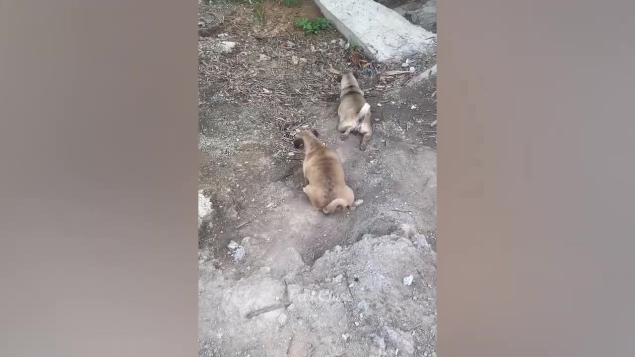 Funniest Animals 2023 😂 Funny Cats and Dogs Videos 😺🐶 Part 1