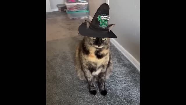 Funny animals from viral videos