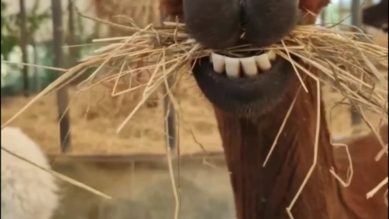 try not to laugh - best #funny #epic #fails EP121 #shorts #humor