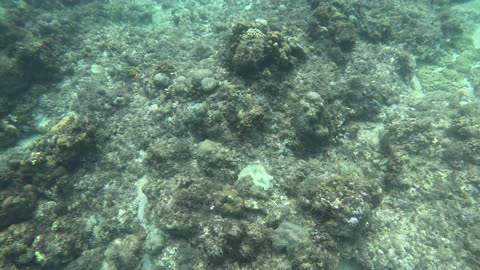 Underwater Adventure, Snorkeling Day!