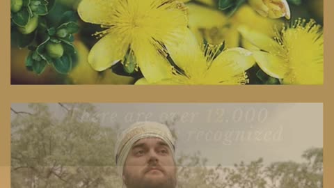 Medicinal Herbs