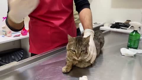 Cat asking for help entering the vet