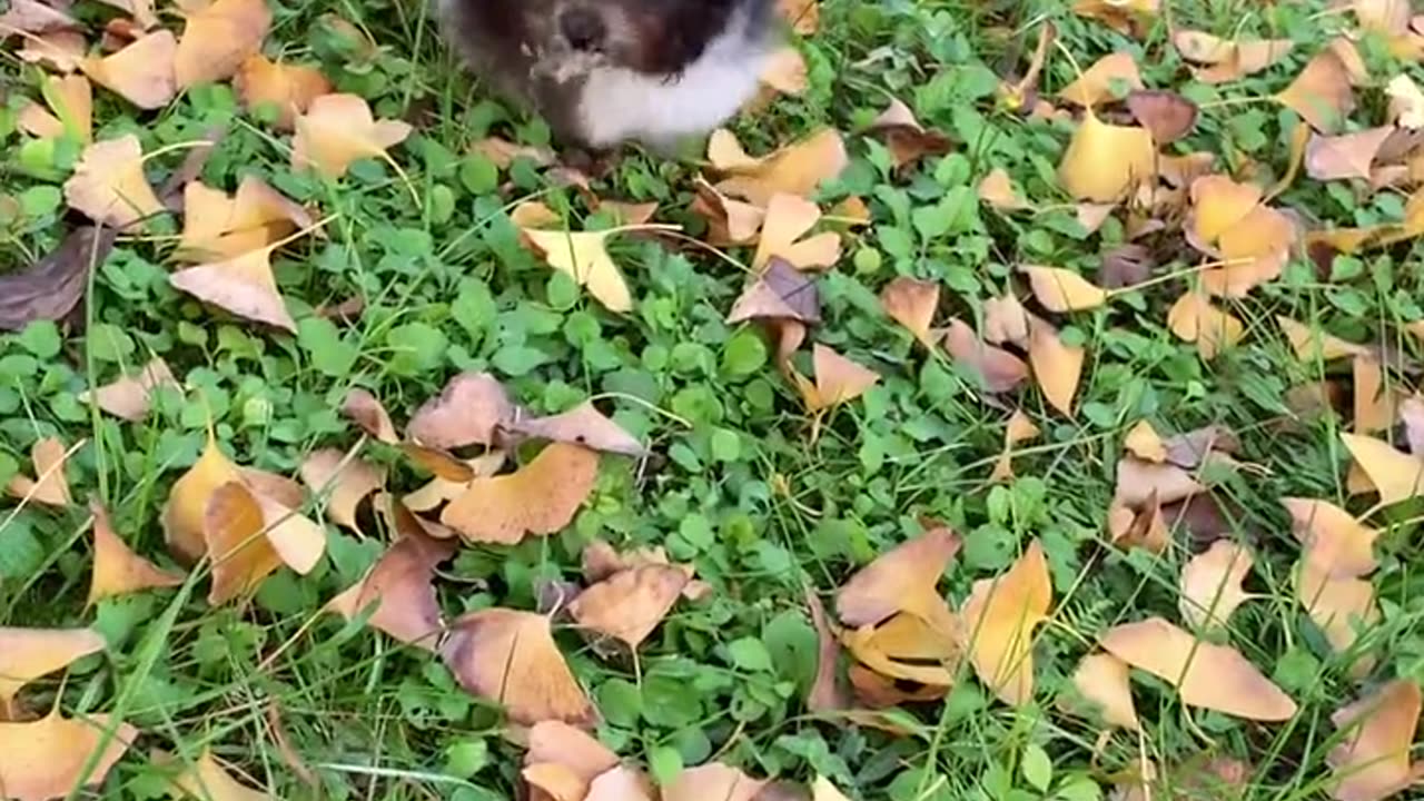 My courage small qiqi, you have become