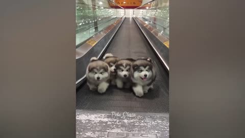 2023 funny animal videos