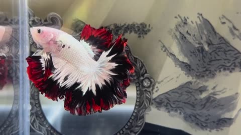 The Rare Fish is really Very Beautiful . The Beauty of the fish attracts other .#viral #fish