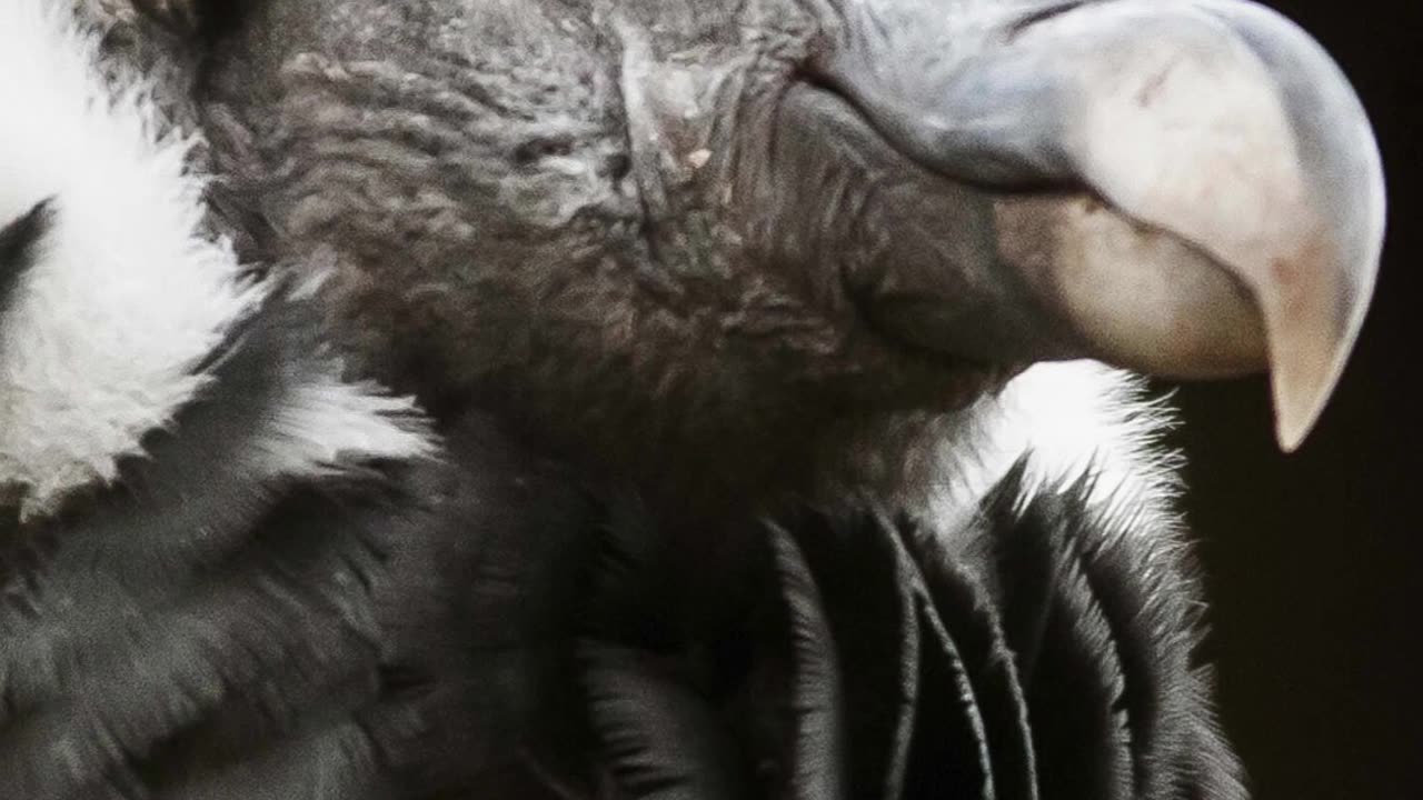 This giant bird lives for 75 years (75 साल तक जीता हे ये विशालकाय पक्षी)