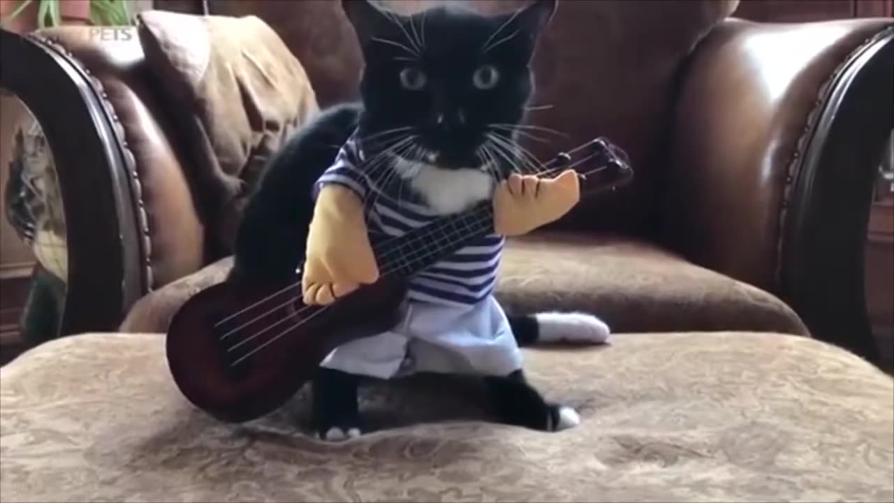 ADORABLE PETS IN HALLOWEEN COSTUMES