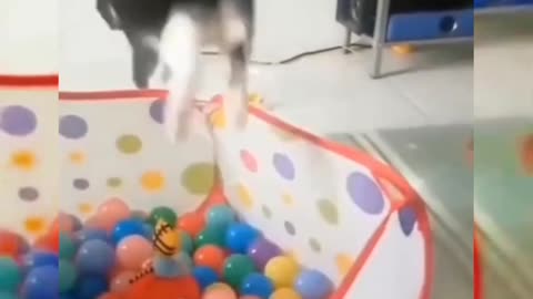 Funny Cute cat tiktok😂