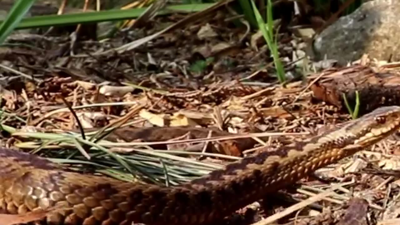 Wildlife