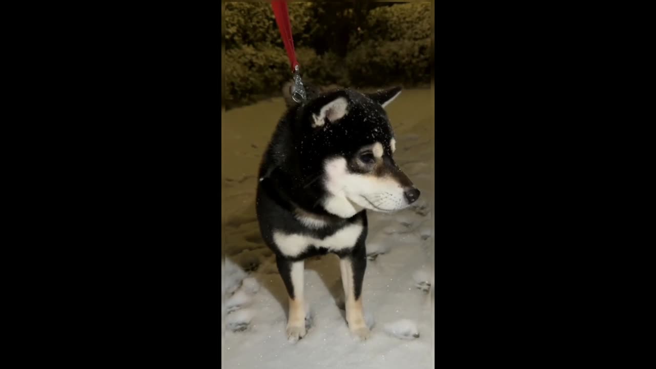 The Shiba Inu puppy's first time seeing snow.