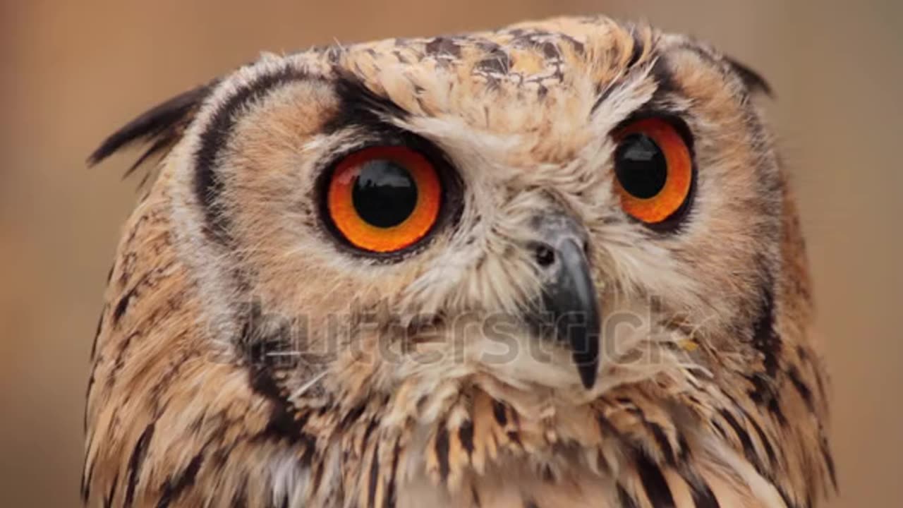 Spotted Eagle Owl