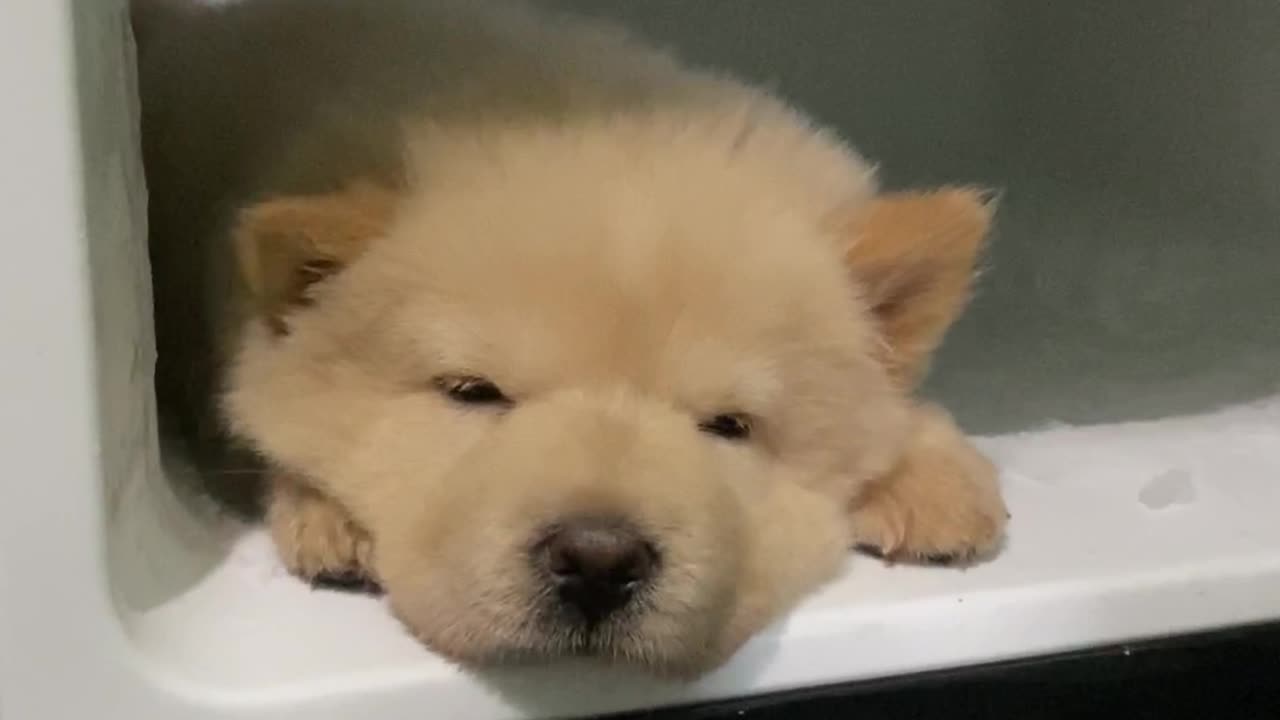 Chow Chow Puppy Stays Cool in the Fridge