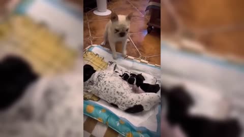 Dogs Videos But Try Not To Laugh🤣😂