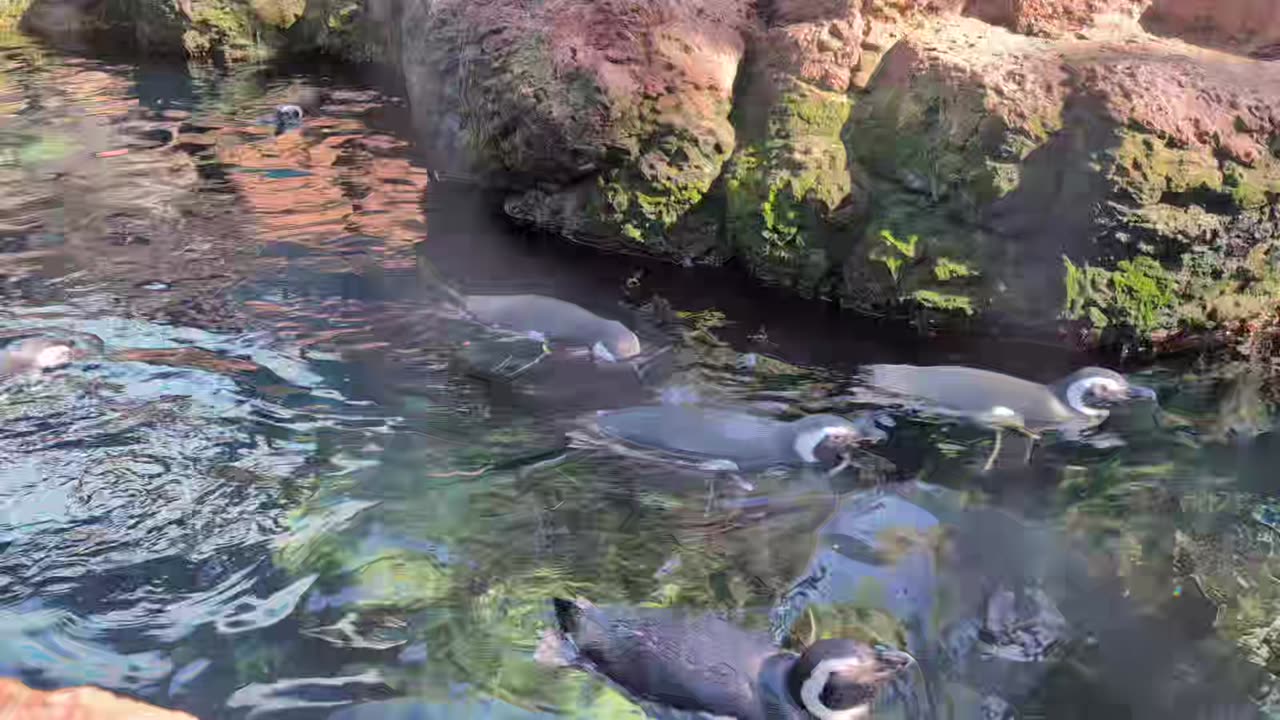 Penguins swimming on a hot day! It's another good day!