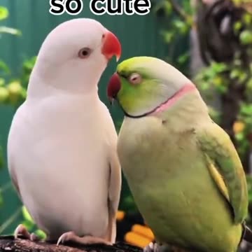 Parrot talking so cute |beautiful parrot couple