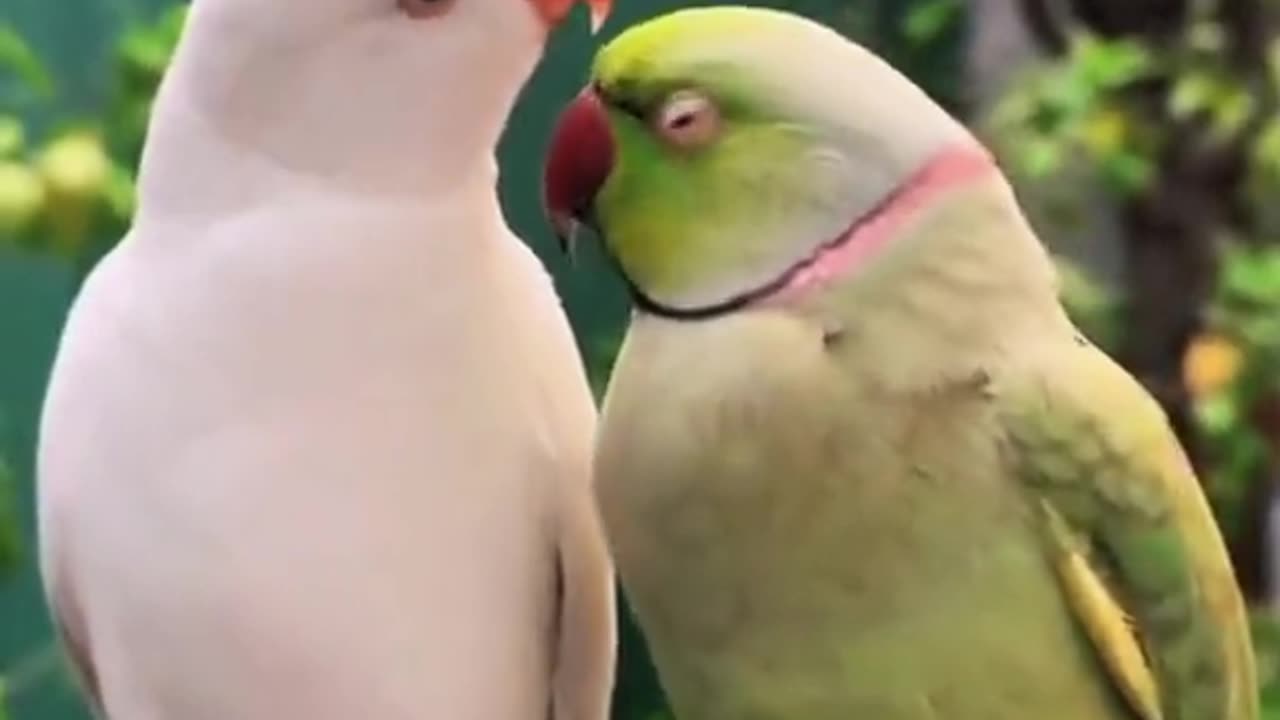 Parrot talking so cute |beautiful parrot couple