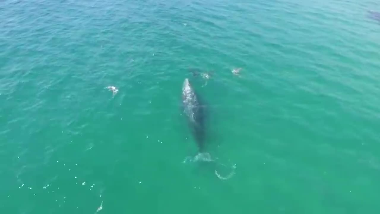 Drone's Camera Caught Something Incredible