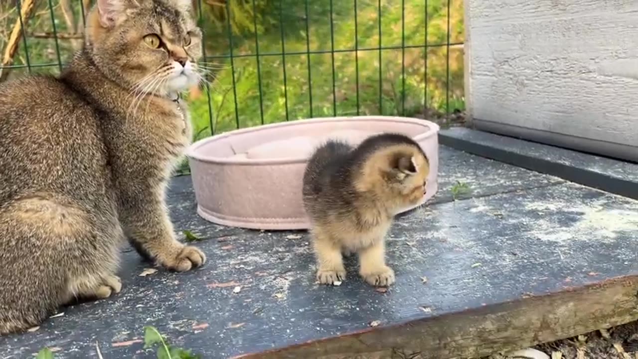 The kittens who decided to fight in the were so cute