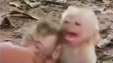 Ye Bandar kya kar rahe hai. #monkeycomedy #funnyanimal #viral #funnymeme #viralvideo #comedyvideo