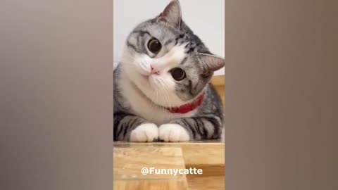 Funny & Cute Animals