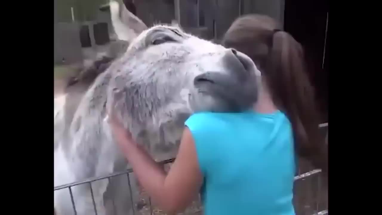 Reaction of a donkey right after see the girl who raised him