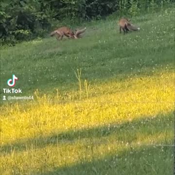 Little foxes in my front yard
