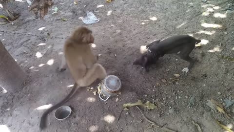 Monkey vs dog real fight | funny dog vs monkey video l funny video l comedy videos