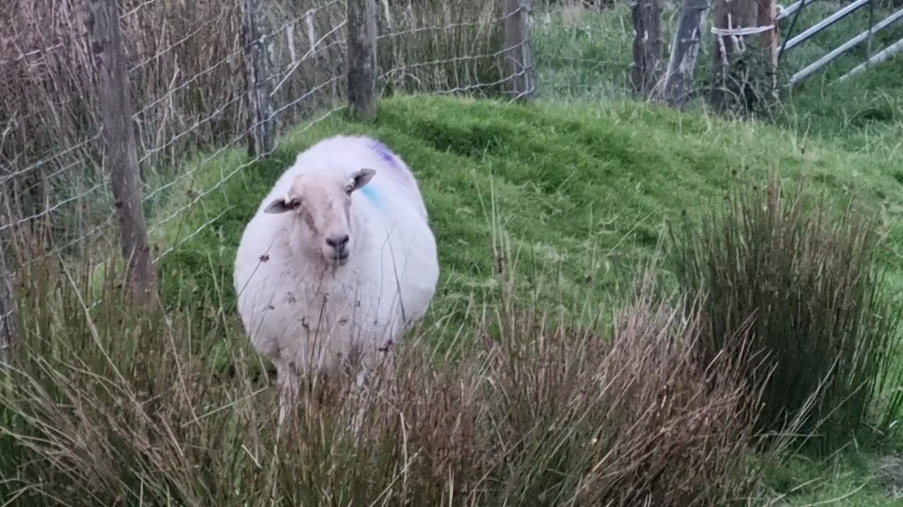 Nice Sheep In A Field In Wales