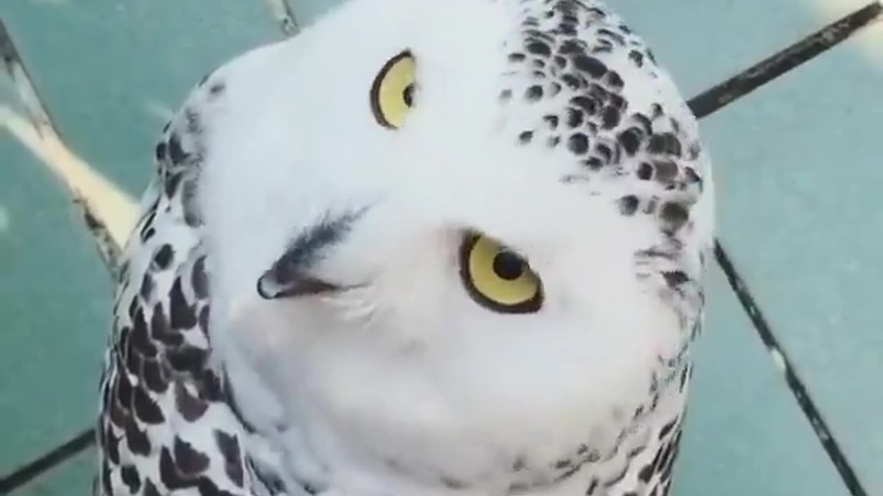 The Head Of This Amazing Owl Turns 270 Degrees #shorts #shortvideo #video #virals #videoviral